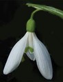 Galanthus Ikariae (Snowdrops) in the green